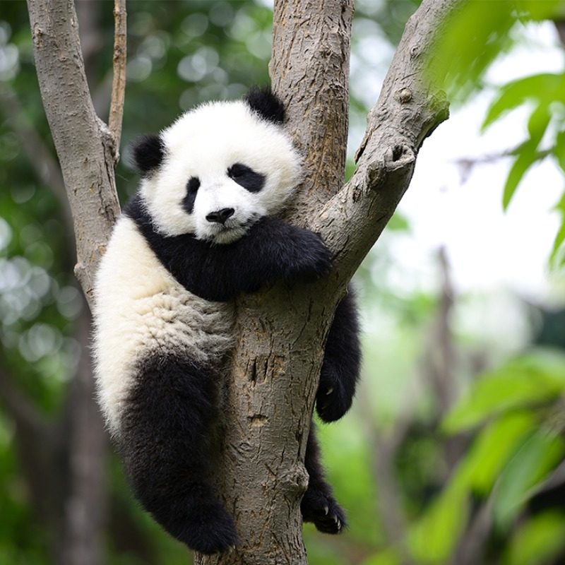 含机票四川旅游九寨沟黄龙熊猫峨眉乐山7天6晚纯玩跟团游可升动车
