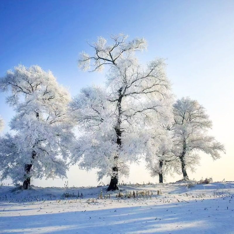 含机票 东北旅游长春长白山天池延吉万科滑雪5天4晚纯玩跟团2+1车