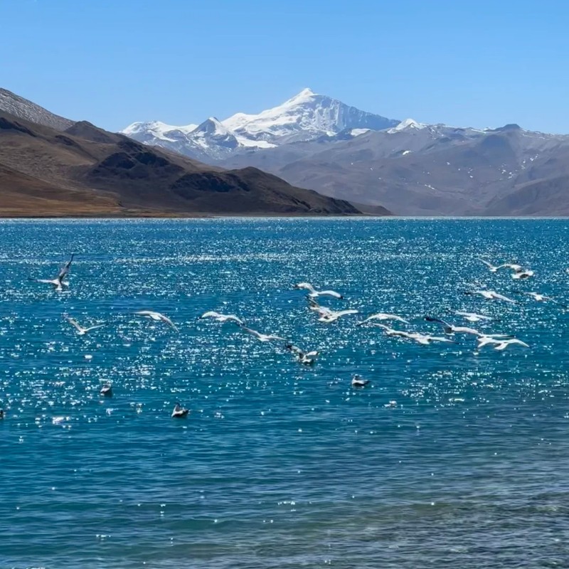 含机票 西藏旅游拉萨林芝羊湖布达拉宫7天6晚纯玩跟团游8人小团