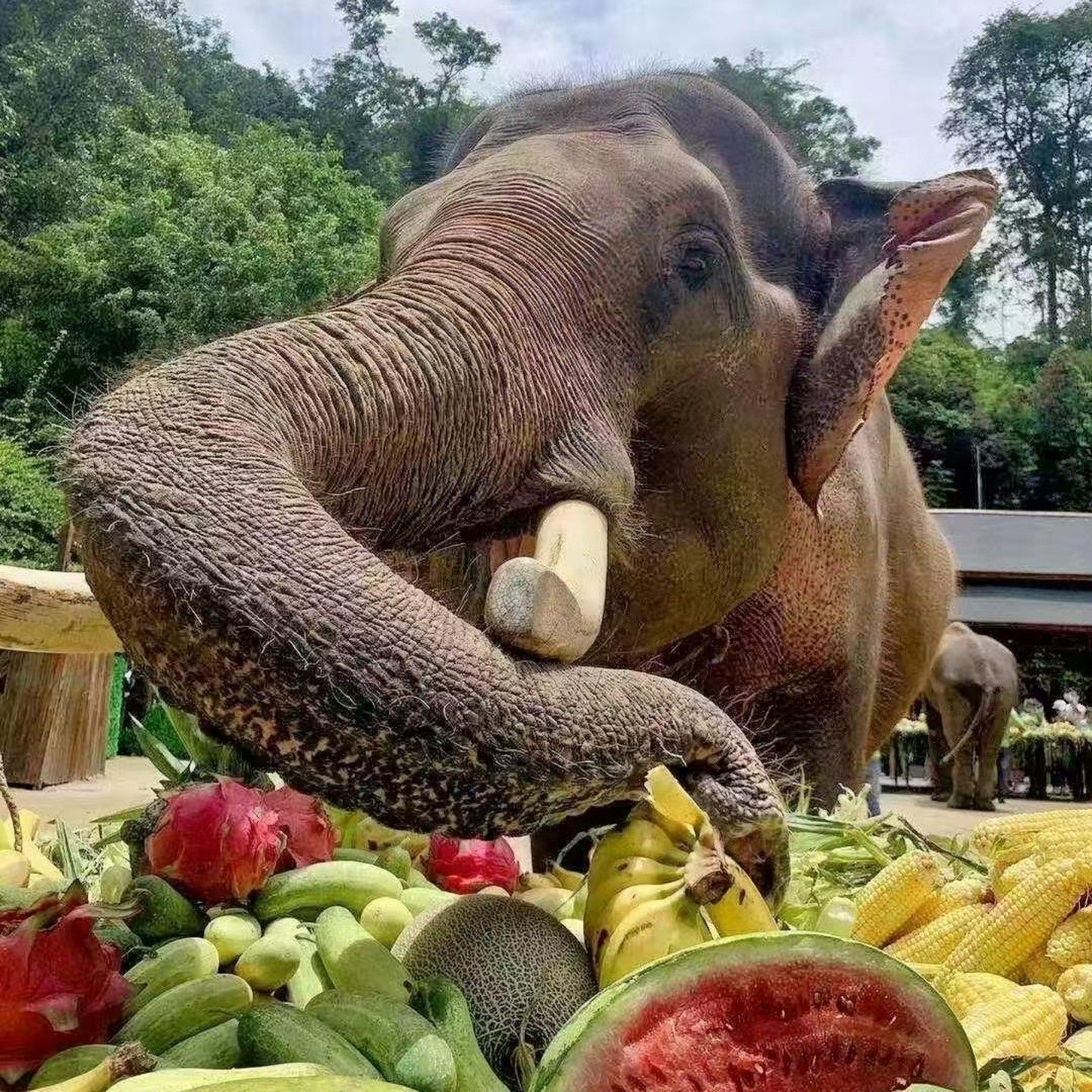 【象遇湄澜-8人小团】云南西双版纳5天4晚游 奢享住宿 尽享美食