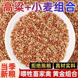 Sorghum wheat mixed feed pigeons feed chickens, quails, red sorghum nutritious pigeon food health sand ornamental pigeon