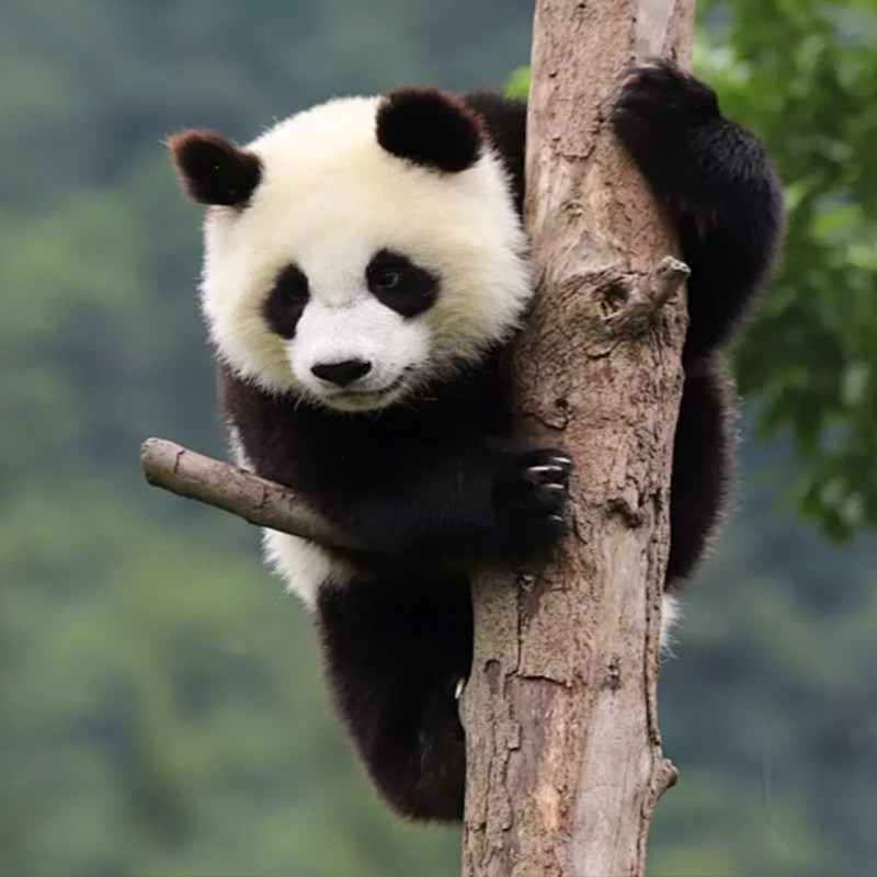 多酒店标准可选|5天纯玩2+1保姆车成都九寨沟黄龙熊猫乐园/都江堰