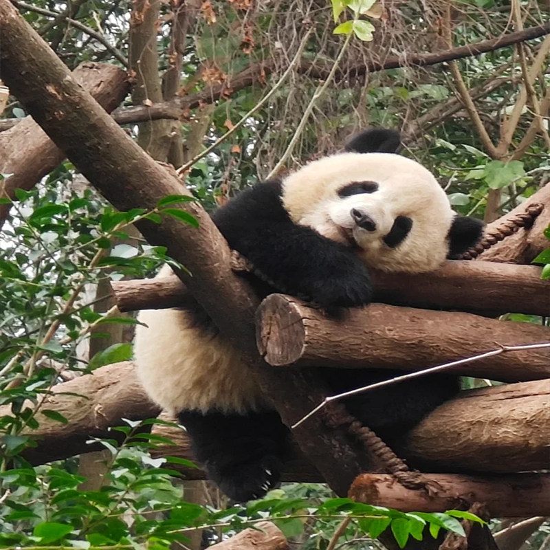 6天5晚纯玩|2+1保姆车四川旅游三星堆九寨沟黄龙都江堰大熊猫基地
