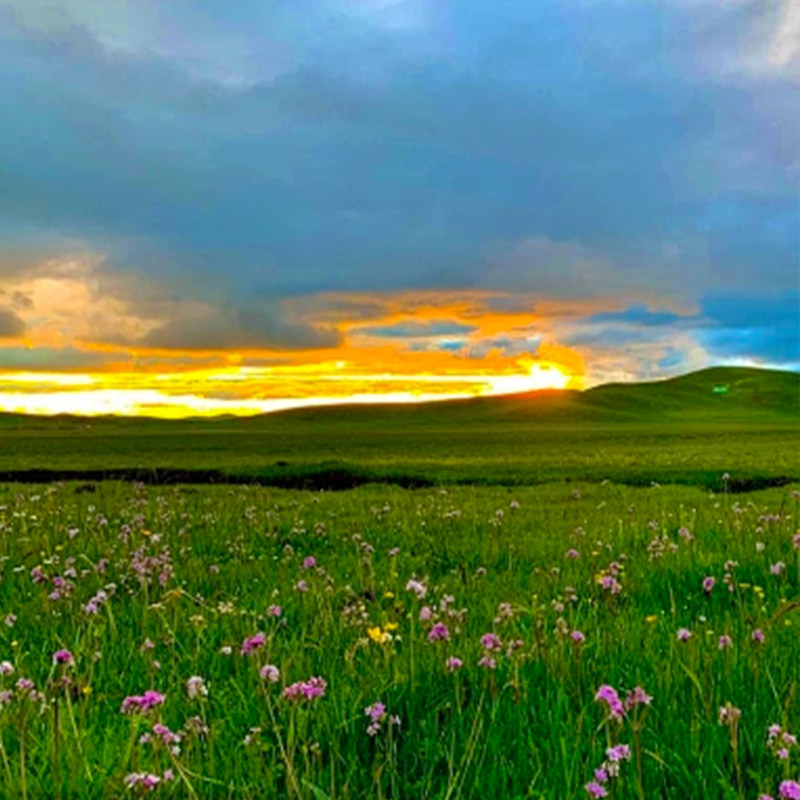 全国出发去到四川成都旅游5天4晚纯玩若尔盖尕里台草原九寨沟黄龙