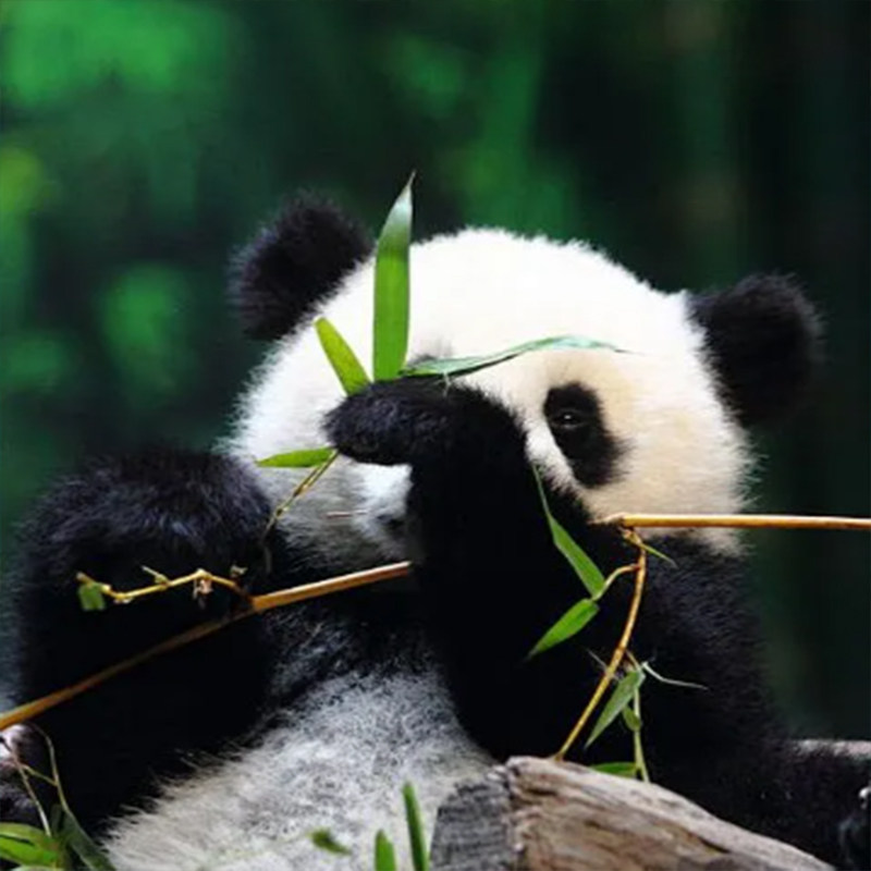 含机票|5天4晚纯玩0购物|四川旅游九寨沟黄龙熊猫乐园2+1保姆车