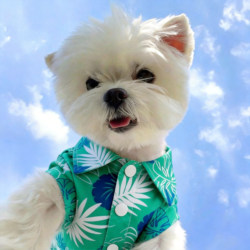Dog Clothes Spring and Summer Thin Beach Shirt Bichon Teddy Corgi Kitten Dog Pet Clothes Anti-Shedding