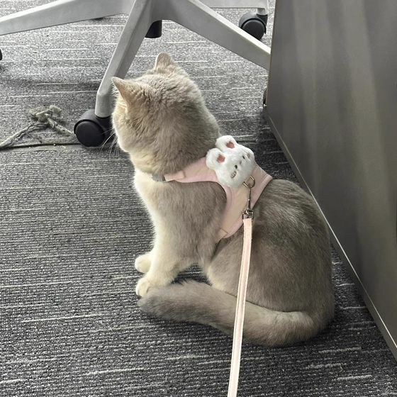 
Cat leash to prevent escape from going out, special vest type to prevent lost dog I-shaped harness, chest and back pet supplies