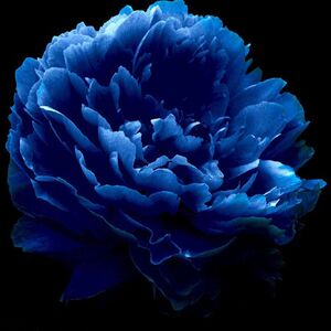 
Suzhou embroidery DIY kit for beginners, blue peony, handmade, self-study materials, Y bag, non-finished product