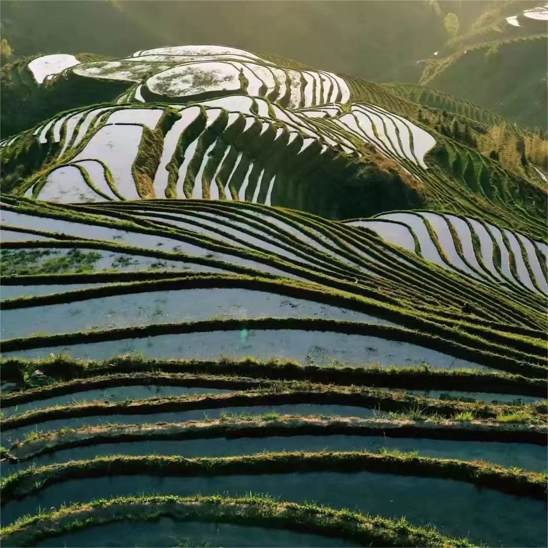 【桂林龙脊梯田】包车纯玩小团1日游金坑梯田+黄洛瑶寨+平安梯田