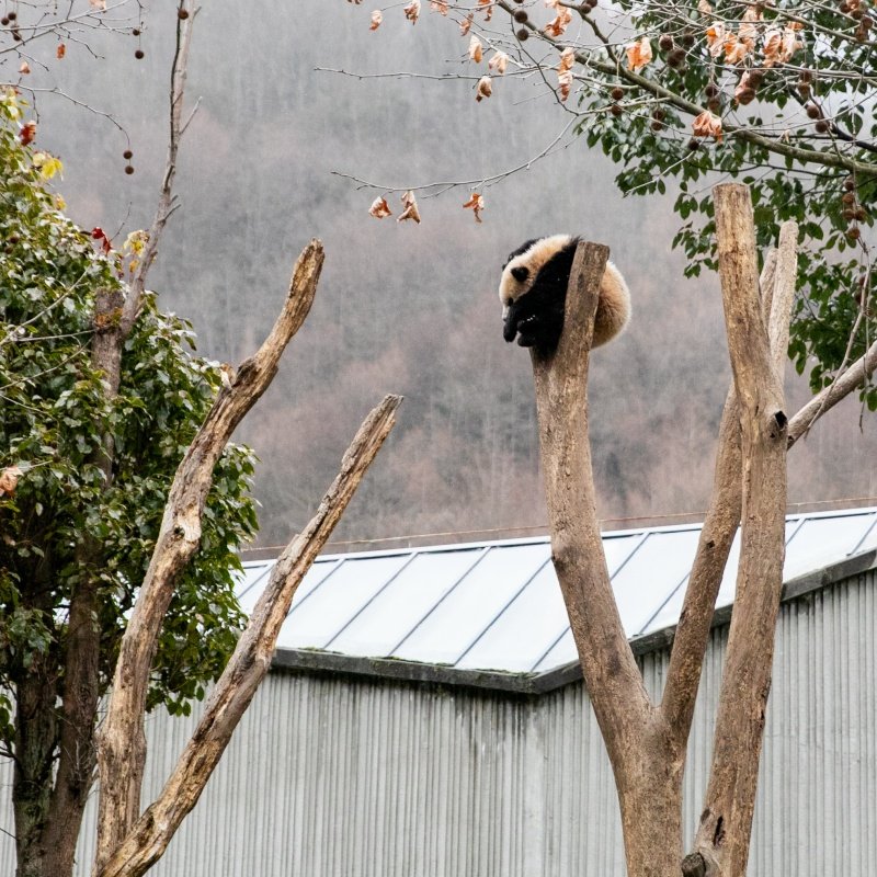 成都卧龙中华大熊猫苑神树坪基地|直通车|可选|纯玩无购物|一日游