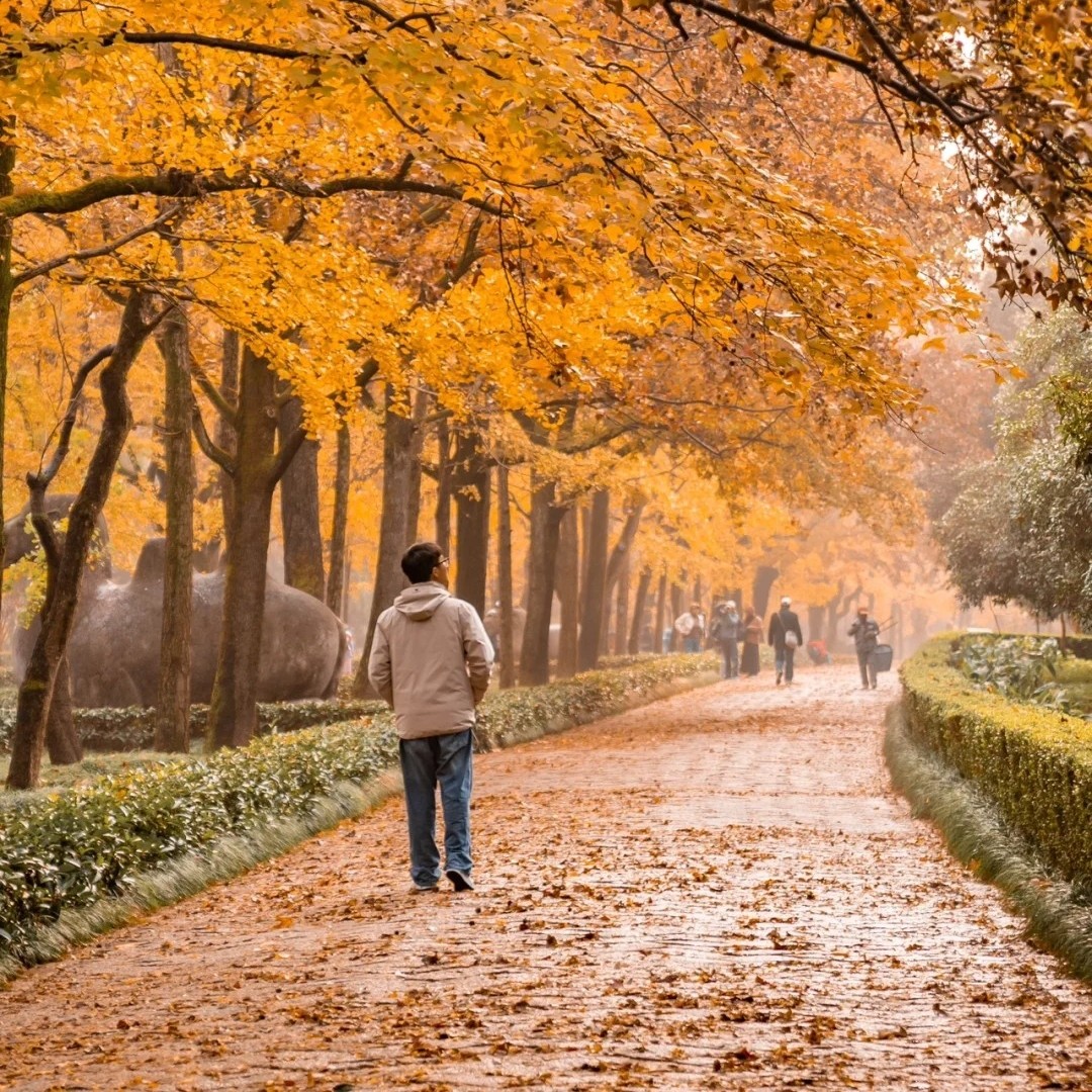 南京美龄宫+明孝陵+中山陵景区+音乐台钟山风景区一日精品小团
