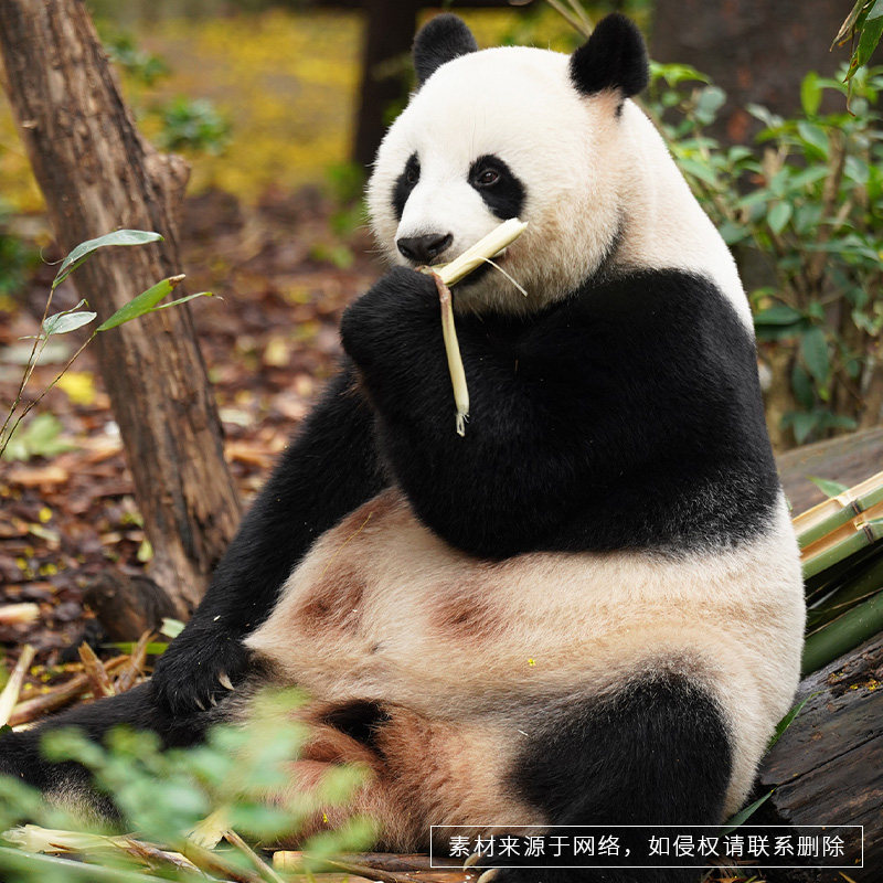 成都大熊猫繁育研究基地2小时精讲拼团含门票深度讲解一日游