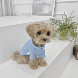 Small fresh pet turtleneck sweater dog pet clothes
