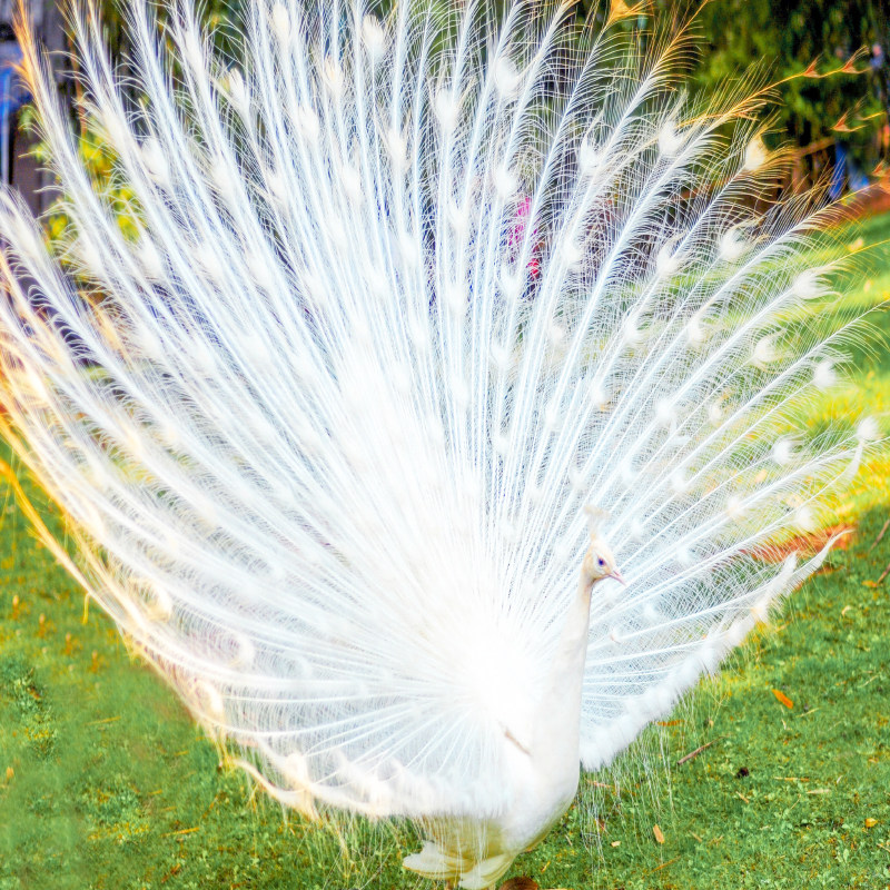 【雨林徒步】12人精品小团西双版纳深度游 四钻酒店