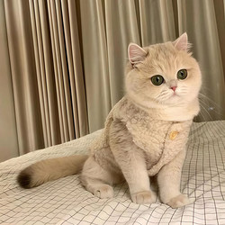 Cat Clothes, Kitten Fleece Vest, Autumn and Winter Warm Plush Thickened Lamb Fleece Vest, Cute Puppy Coat