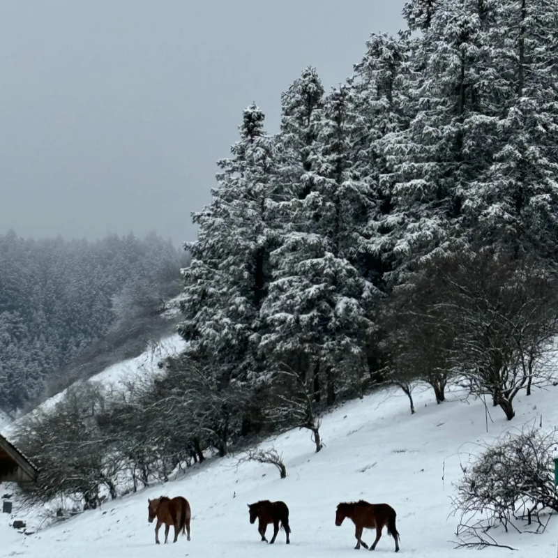 重庆武隆仙女山天生三桥龙水峡地缝乌江芙蓉江游船2天1晚跟团游