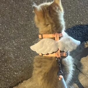 Cat traction rope to go out for a cat walking dog, walking dog wings, wings, anti -free can adjust the chest and back pet supplies

