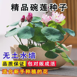 Multi-color hydroponic bowl lotus seeds have been opened for sowing hydroponic plants in all seasons, water lilies, lotus, indoor green plants and flowers