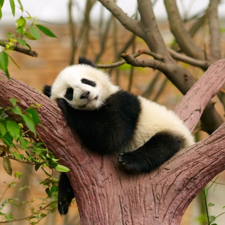 6天5晚跟团游九寨沟+都江堰+黄龙+广汉三星堆成都熊猫基地土火锅