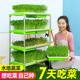 Hydroponic vegetable sprouts, bean sprouts, sprout tray, sprout tray, shelf, balcony vegetable planting tray, gardening supplies