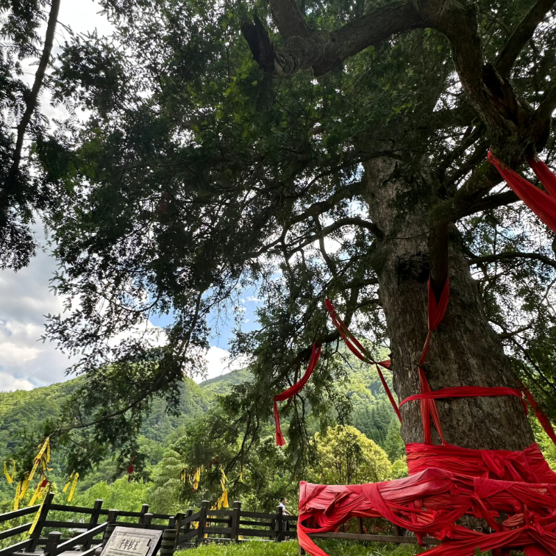 【精华游】郴州+武汉+神农架自由行6天5晚丨黄鹤楼/亚朵酒店