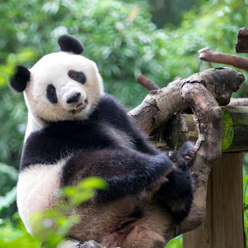 广东广州长隆·珠海长隆5天4晚亲子纯玩跟团游·广东过大年派对