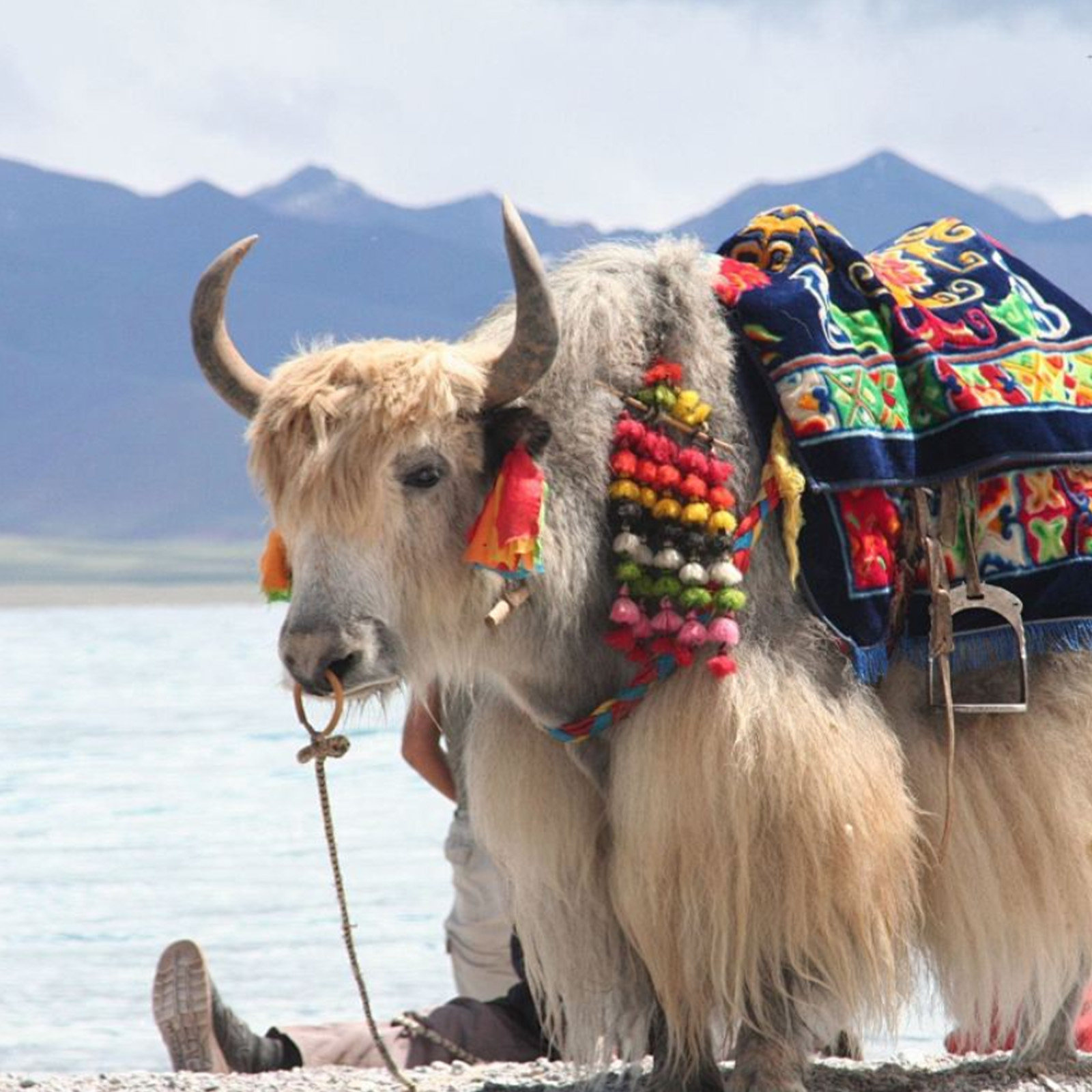 青海湖+茶卡盐湖+日月山+金银滩2天1晚8人精品团