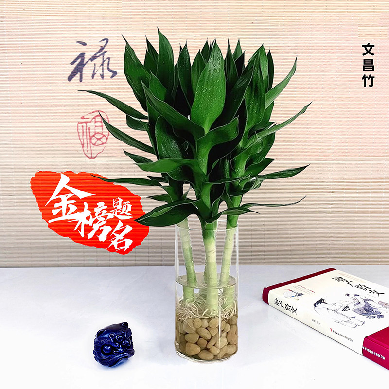 文昌竹4支水培招财绿植-淘宝逛一逛