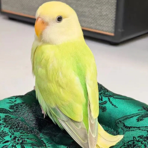 Peony parrot, living relatives, clinging to people, good for feeding chicks, pet birds, good for feeding, yellow peach green, peach green gold top high-end