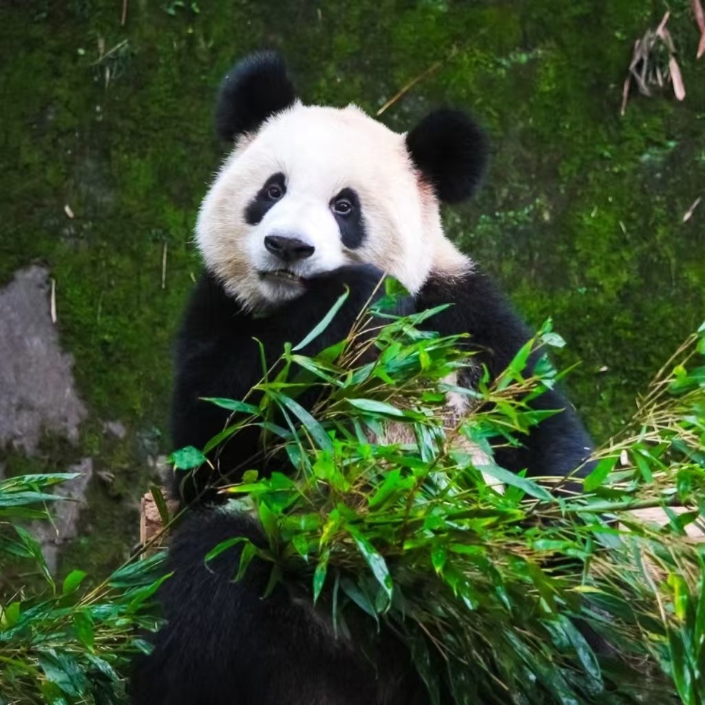 包车游&都江堰+卧龙中华大熊猫苑神树坪基地&一单一团&不拼车