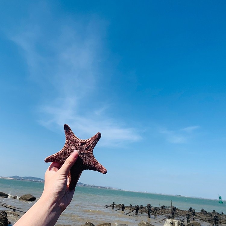 厦门小嶝岛亲子赶海一日游抓螃蟹当地海鲜餐可选独立团加帆船出海