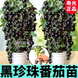 
Shandong Shouguang Black Pearl Tomato Seedlings Super Sweet Golden Exquisite Provence Red Millennium White Princess Cherry Tomato Seeds