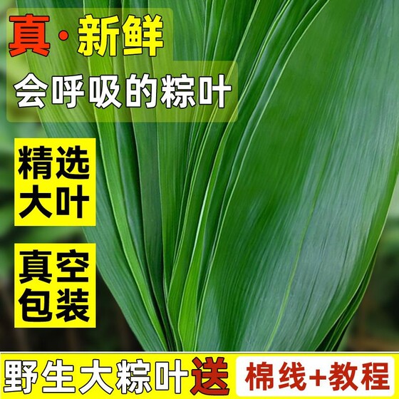 
Fresh large rice dumpling leaves vacuum packaging large wide leaf rice dumpling leaves no-wash gift rice dumpling rope Dragon Boat Festival package rice dumplings special household