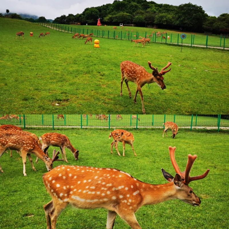 【私家包车游】宜昌+两坝一峡+神农架+大九湖+恩施7日游#1单1团