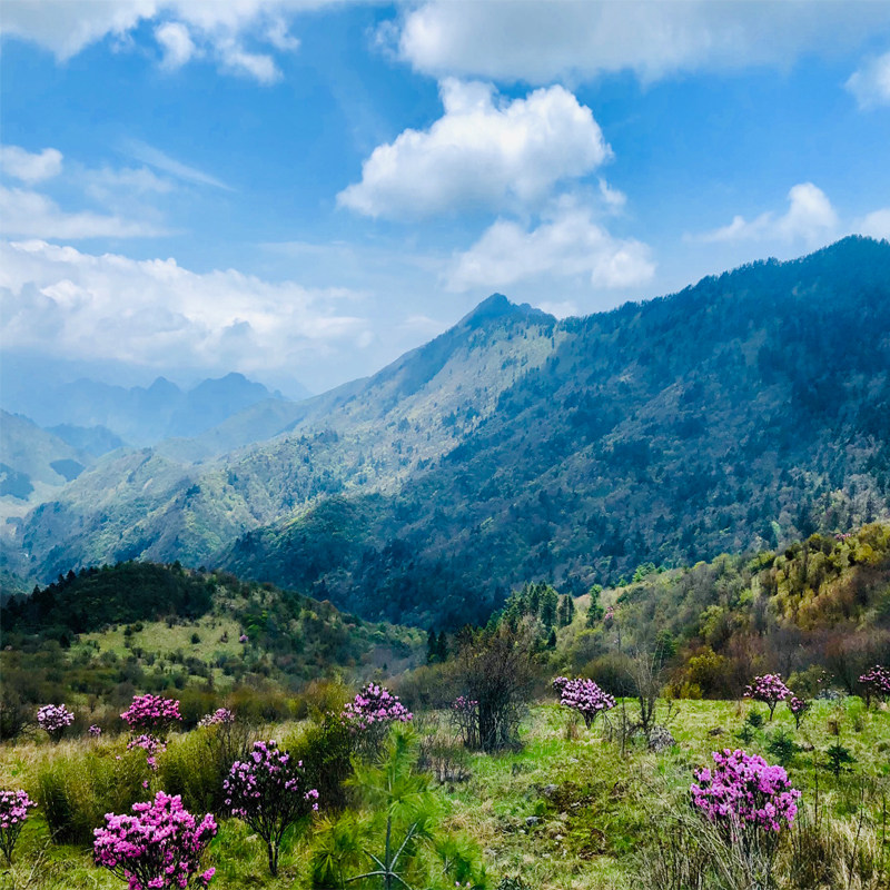 【2-8人拼小团】湖北宜昌+三峡+神农架 5日游 三峡遇上秘境