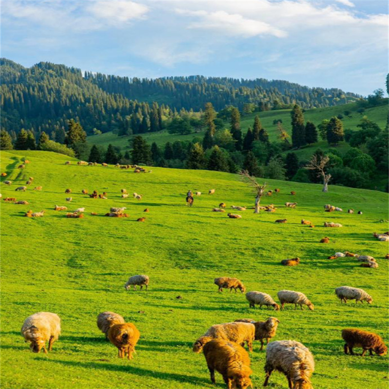 冬恋伊犁头等舱7日游赛里木湖果子沟那拉提库尔德宁独山子大峡谷