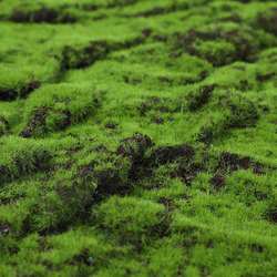 Simulated moss lawn landscaping green plant wall artificial fake moss micro landscape bonsai cracked turf