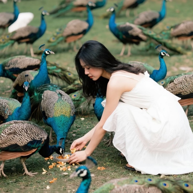 西双版纳纯玩一日游野象谷+原始森林公园纯玩一日游