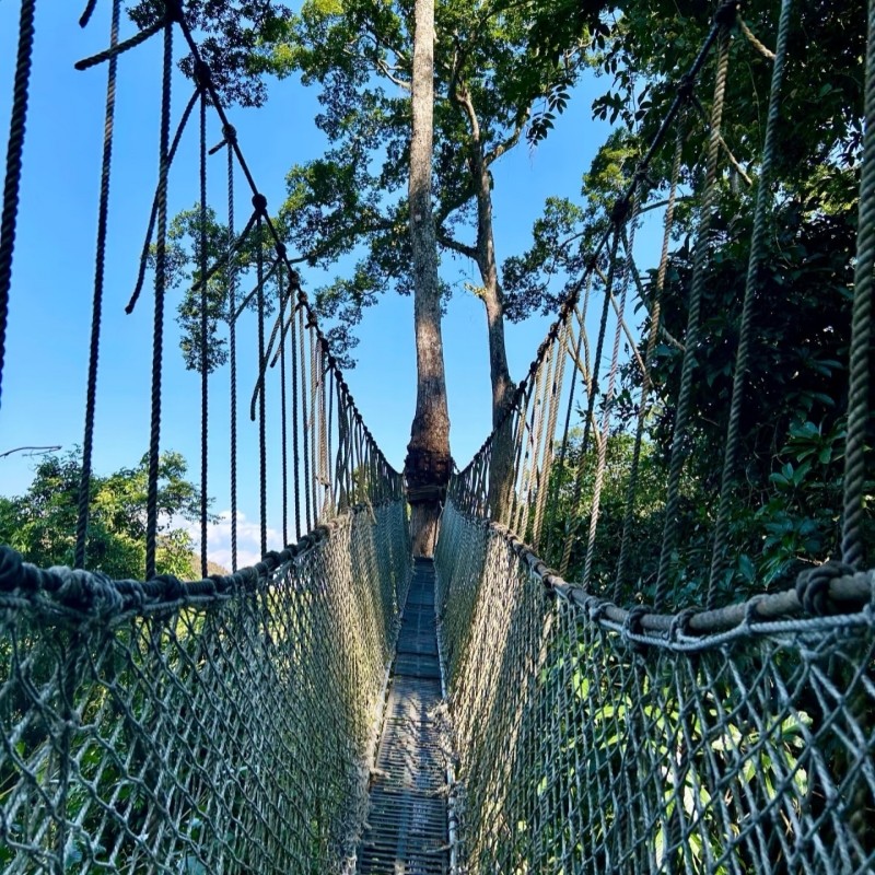 西双版纳望天树纯玩一日游含套票探秘雨林