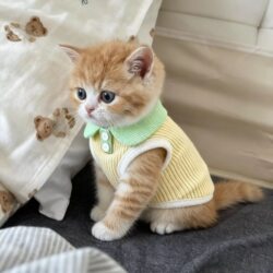 Spring and Summer Cat Clothes, Thin and Cute, for Kittens and Young Cats, German Hairless Cats, Pet Dogs, New Anti-Shedding Vest