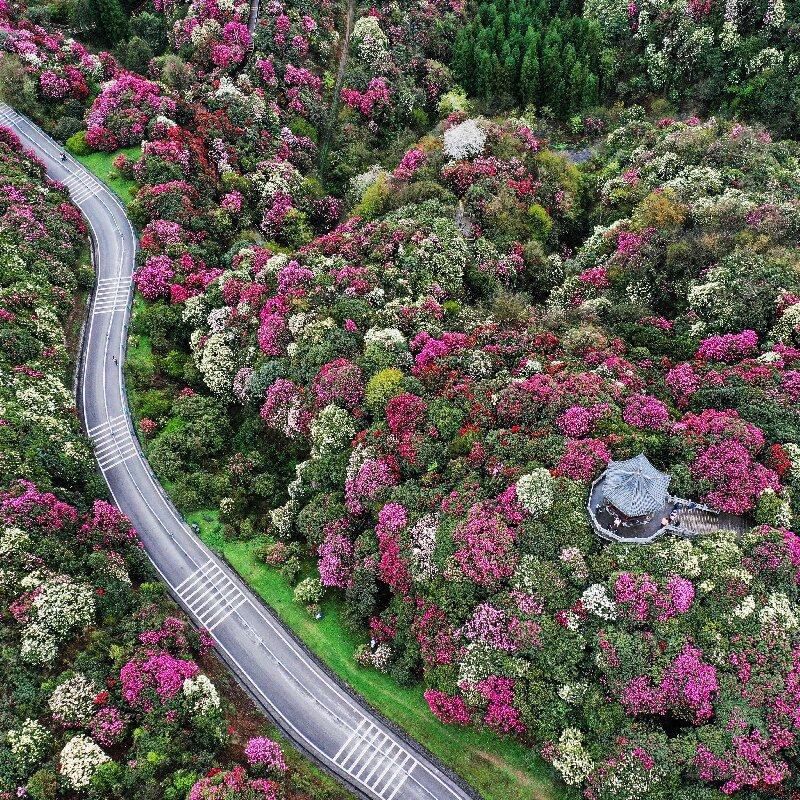 百里杜鹃1日 纯玩 可选小团 贵阳 毕节 多套餐可选