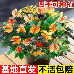 Colorful mimosa potted indoor balcony