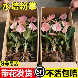 Pink palm anthurium hydroponic plant indoor potted plant with pollen