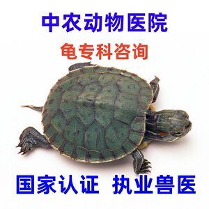 
Pet turtle specialist veterinarian consultation pet hospital doctor online white eye conjunctiva tracheal side floating water mold gastrointestinal