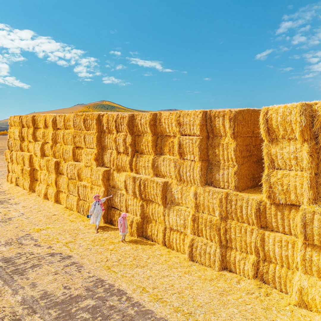 内蒙古呼伦贝尔大草原满洲里阿尔山海拉尔秋季旅游7天6晚纯玩小团