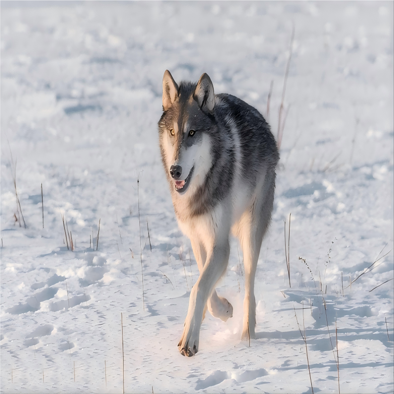 赤峰承德3天2晚冬冰雪乌兰布统塞罕坝骑马越野车甘丹驼城沙湖纯玩