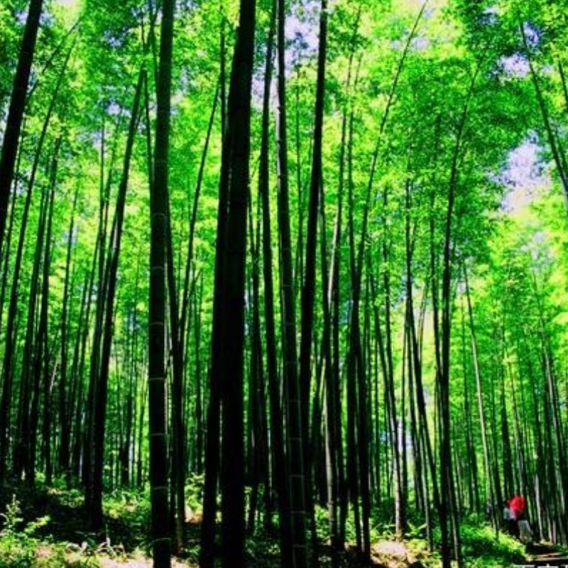贵州赤水丹霞旅游·大瀑布+佛光岩+丙安古镇+竹海二日游2人起发