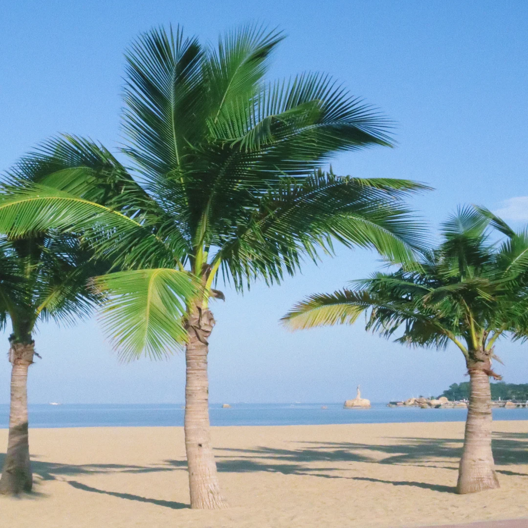 【深圳一日游】中英街+金色海岸大梅沙公园+地王大厦