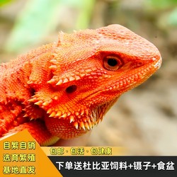 Maned lion lizard pet hatchling entry level