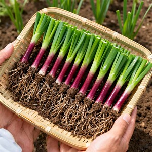 
Chive root seedlings are planted in all seasons with purple roots, courtyard balcony, farmhouse small leaves, fresh thin-leaf chives, root vegetables, chives